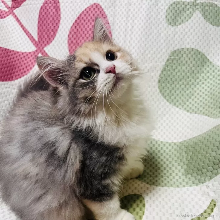 ID：2408-02258の子猫
