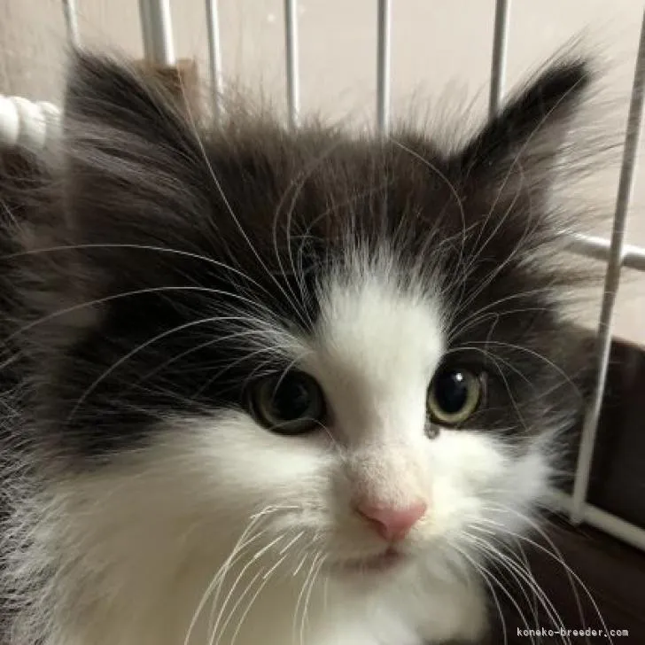 ID:2212-01036の子猫