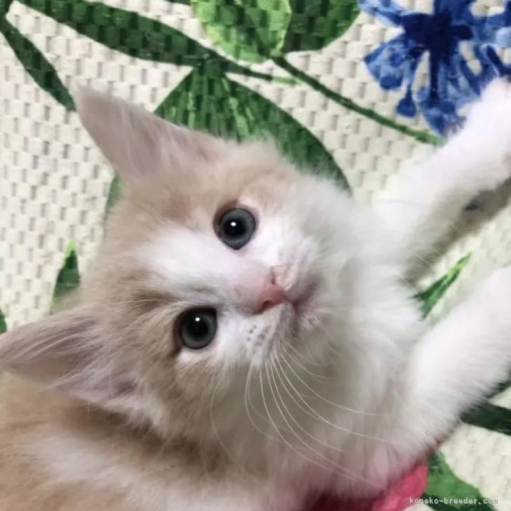 ID：2301-02220の子猫