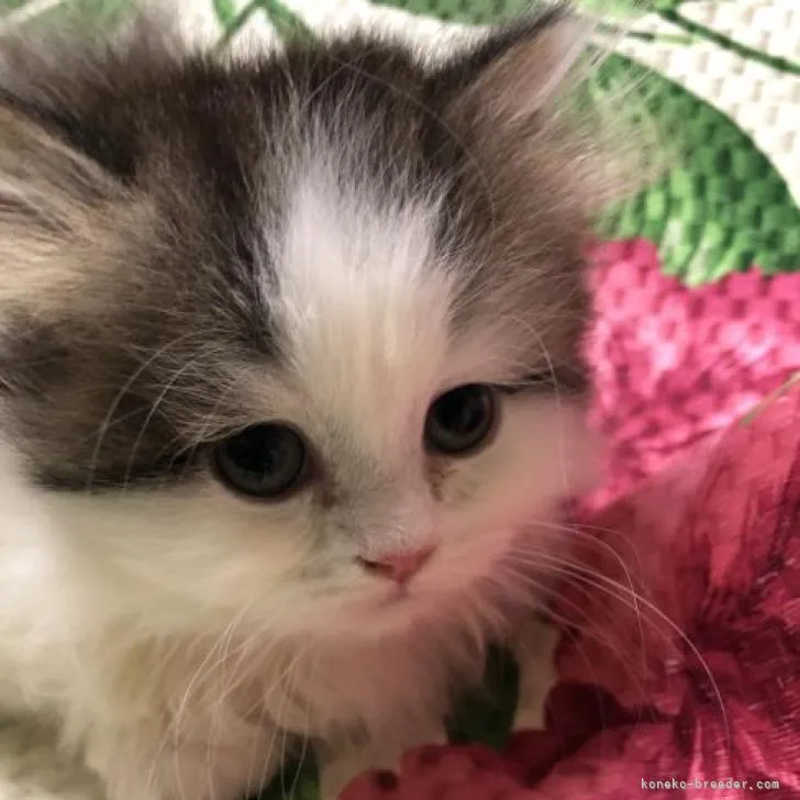ID:2211-01822の子猫