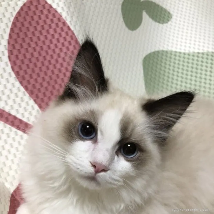 ID:2303-00697の子猫