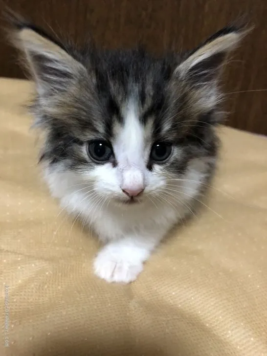 松本 様のお迎えした子猫