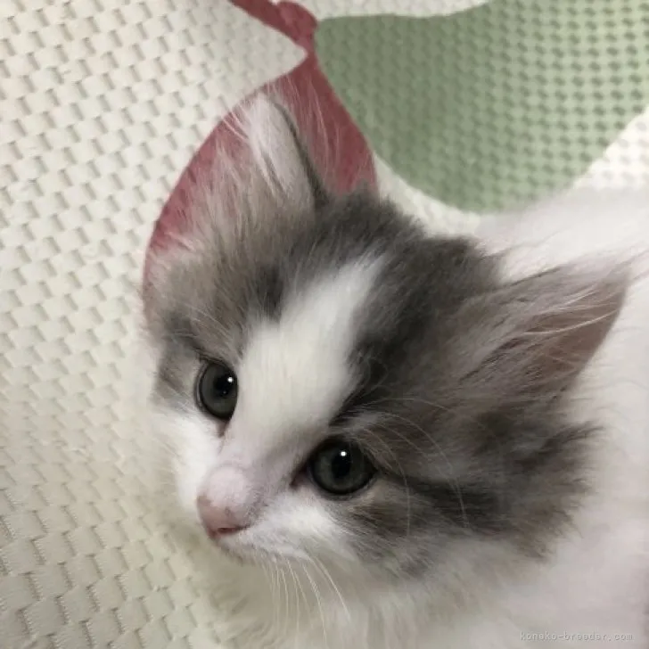 ID：2304-02334の子猫