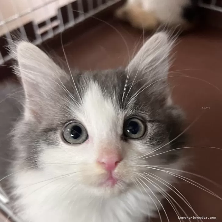 M 様のお迎えした子猫
