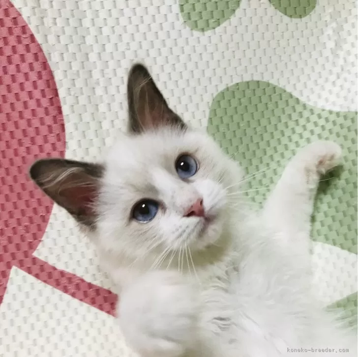 K.M 様のお迎えした子猫