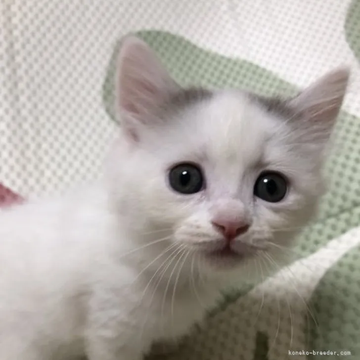 ID:2310-01311の子猫
