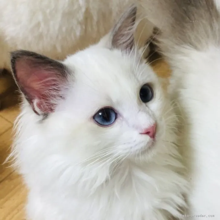 Y.K 様のお迎えした子猫
