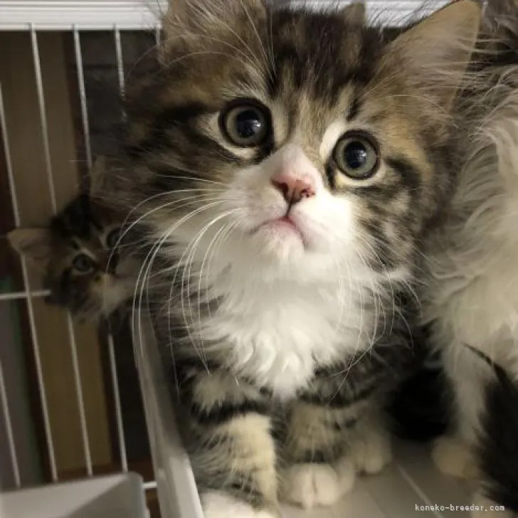 ID:2206-01618の子猫