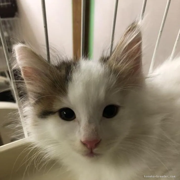 ID:2208-01158の子猫