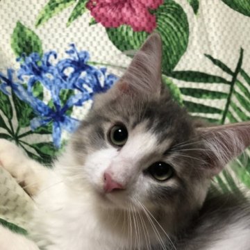 ノルウェージャンフォレストキャット【大阪府・男の子・2023年4月5日・ブルータビー&ホワイト】の写真「ハンサムでゴロゴロと可愛いです💕💕」