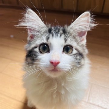 ノルウェージャン✖️ラグドール【大阪府・女の子・2024年4月5日・ブラウンタビー&ホワイト】の写真「可愛いお顔の女の子💕めちゃくちゃ甘えたちゃん」