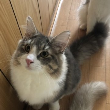 ノルウェージャンフォレストキャット【大阪府・男の子・2023年4月5日・ブルータビー&ホワイト】の写真「イケメンになりました😍めちゃカッコイイ男の子👍」