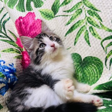 ノルウェージャン✖️ラグドール【大阪府・男の子・2024年4月12日・ブラウンタビー&ホワイト】の写真「元気いっぱい可愛いお顔の男の子💕」