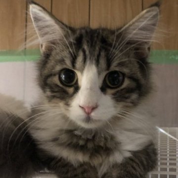 サイベリアン✖️ノルウェージャン【大阪府・男の子・2023年7月12日・ブラウンタビー&ホワイト】の写真「めちゃくちゃ甘えたちゃん！ゴロスリが止まりません」