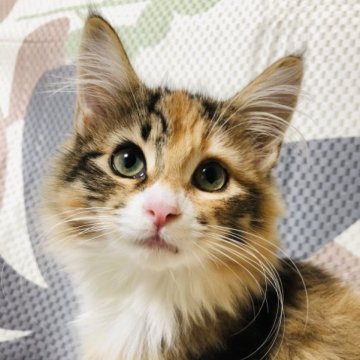 ノルウェージャンフォレストキャット【大阪府・女の子・2023年8月17日・ブラウンパッチドタビー&ホワイト】の写真「色合いが可愛いの美少女💕めちゃくちゃ美人さんです」