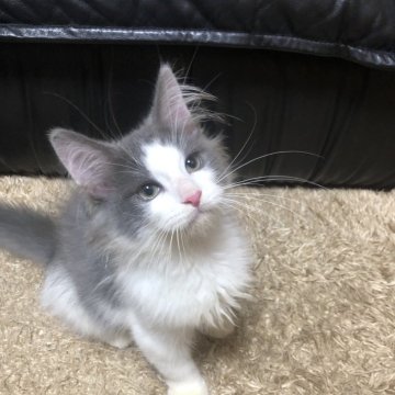 ノルウェージャンフォレストキャット【大阪府・男の子・2023年4月21日・ブルータビー&ホワイト】の写真「めちゃくちゃ甘えた💕甘えたをお探しの方にオススメ👍」