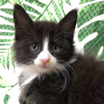 ノルウェージャンフォレストキャット【大阪府・男の子・2023年8月17日・ブラック&ホワイト】の写真「綺麗なハチワレの可愛い王子様💕ムチコロボディ❣️」