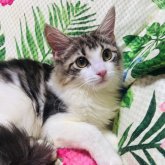 ノルウェージャン✖️ラグドール