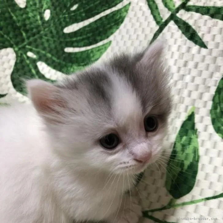 ID:2211-00084の子猫