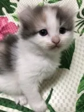 キンカロー【大阪府・女の子・2022年3月23日・ダイリュートキャリコ】の写真2