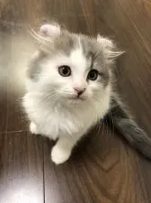 キンカロー【大阪府・男の子・2021年8月12日・ブルータビー&ホワイト】の写真2「無邪気に走る姿が可愛いらしい💕💕」