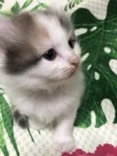 キンカロー【大阪府・女の子・2022年3月23日・ダイリュートキャリコ】の写真3