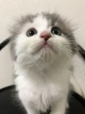 キンカロー【大阪府・男の子・2021年8月12日・ブルータビー&ホワイト】の写真3「実物めちゃくちゃ可愛いです😍」