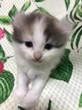 キンカロー【大阪府・女の子・2022年3月23日・ダイリュートキャリコ】の写真4