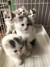 キンカロー【大阪府・女の子・2022年3月23日・ダイリュートキャリコ】の写真5