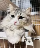 ミヌエット(短足)【大阪府・男の子・2024年3月16日・シルバータビー&ホワイト】の写真5「イケメンで綺麗な子です。めちゃくちゃ穏やかです」