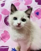 ラグドール【大阪府・男の子・2024年10月24日・ブルーポイントバイカラー】の写真12