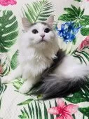 ミヌエット(長足)【大阪府・女の子・2024年7月25日・ブルータビー&ホワイト】の写真13