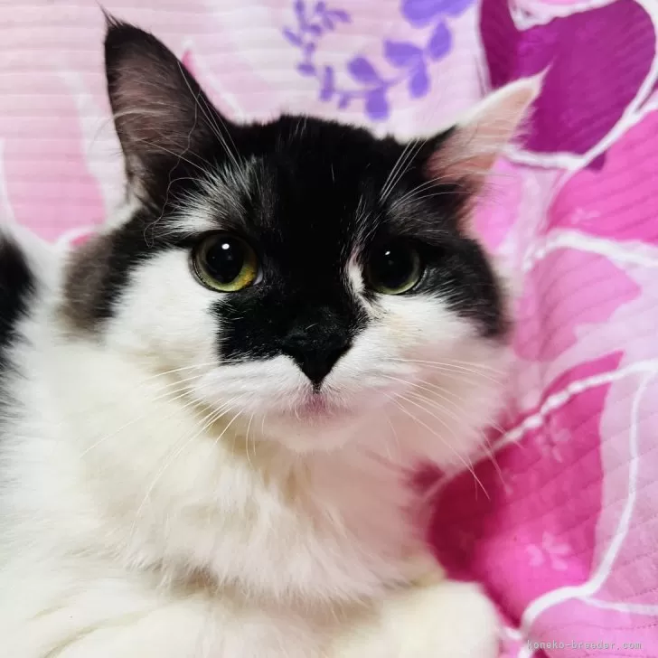 ミヌエット(長足)【大阪府・女の子・2025年3月30日・ブラックシルバータビー&amp;ホワイト】の写真1「可愛いお顔です💕シャンプー爪切り大人しいです。」