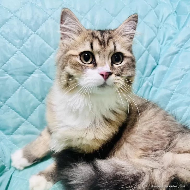 ミヌエット(長足)【大阪府・男の子・2025年3月30日・ブラウンタビー&amp;ホワイト】の写真1「イケメンボーイ💕めちゃくちゃ甘えた(^^)」