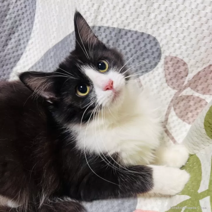 ID：2411-00532の子猫