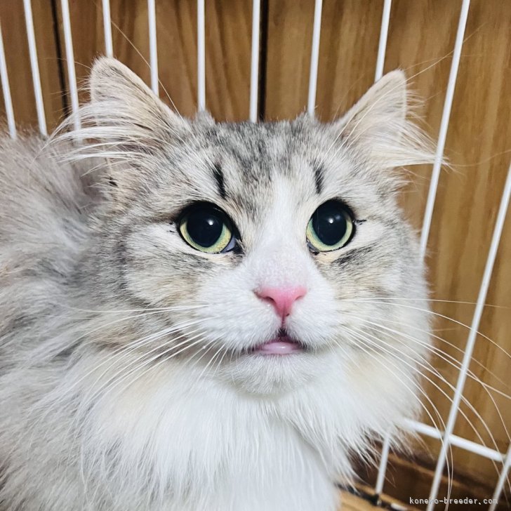 ブリーダー画像