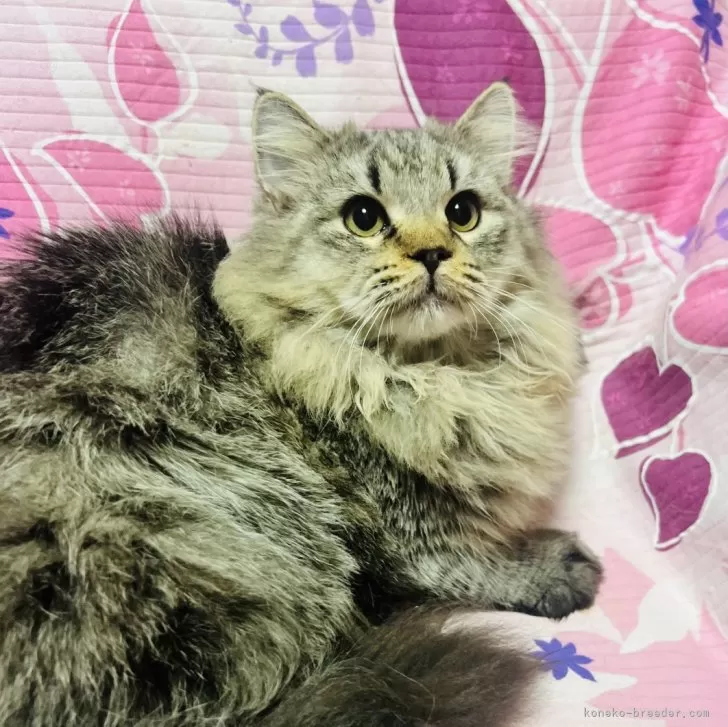 サイベリアン【大阪府・男の子・2025年5月14日・ブラウンタビー】の写真1「ムチコロボディの穏やかな男の子❣️」