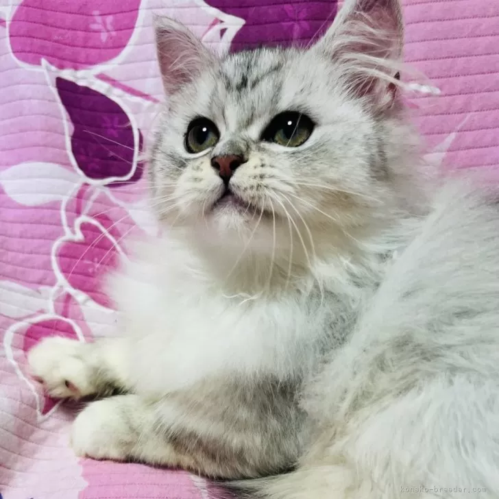 ID：2506-03569の子猫