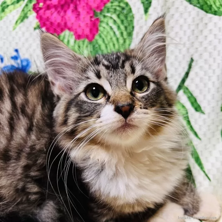 プリチーキャット 様のお迎えした子猫