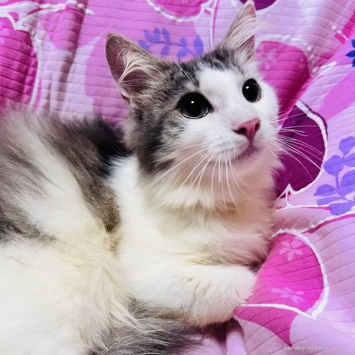 ID:2508-01920の子猫