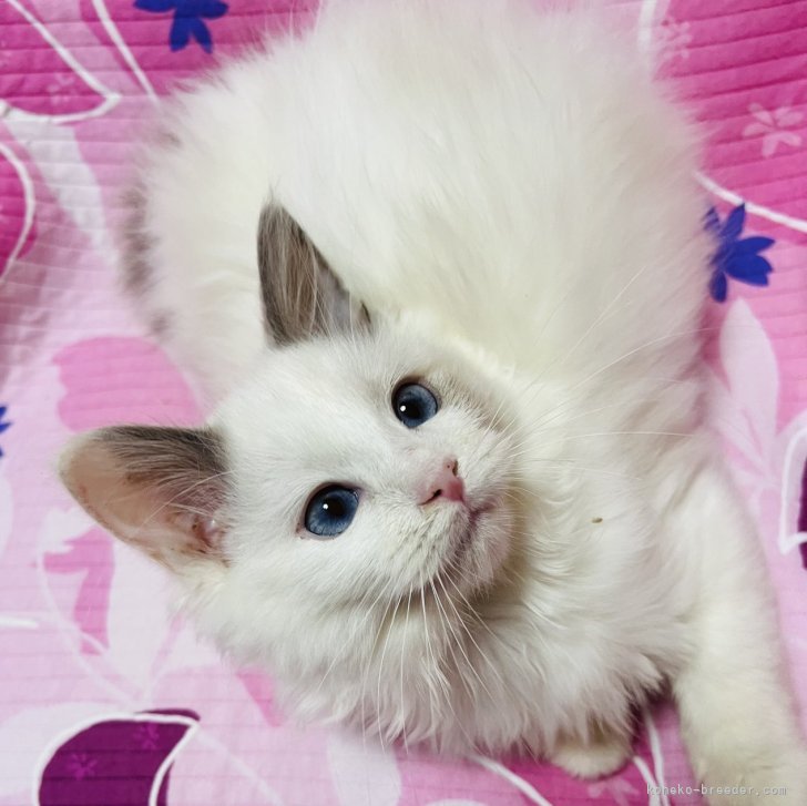 ※ねこねこ※　　　　　　　　　　　　　　【超激レア 美品】ポーター 吉田カバン（ポーター）正規取扱店 COOLCAT