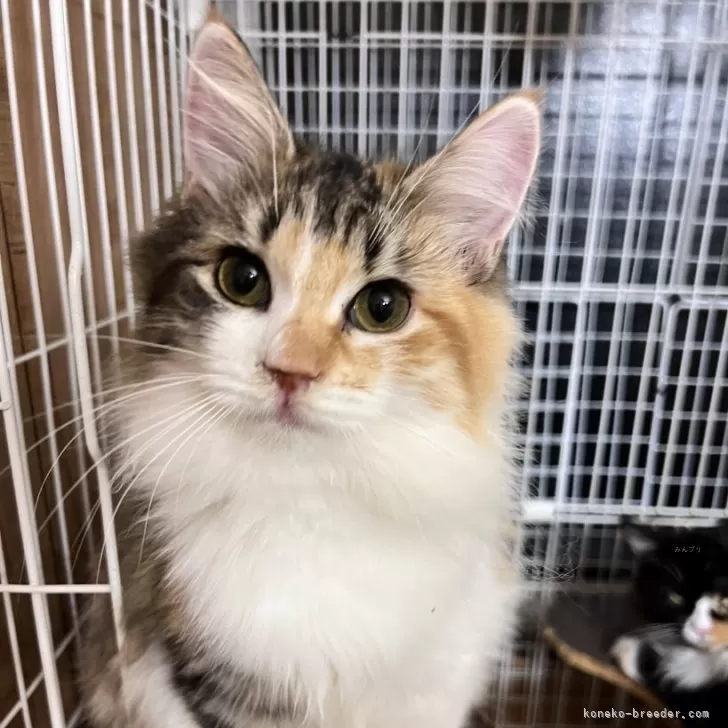 サイベリアン✖️ノルウェージャン【大阪府・女の子・2025年5月21日・キャリコ】の写真1「色合いの綺麗な甘えたの美少女です！」