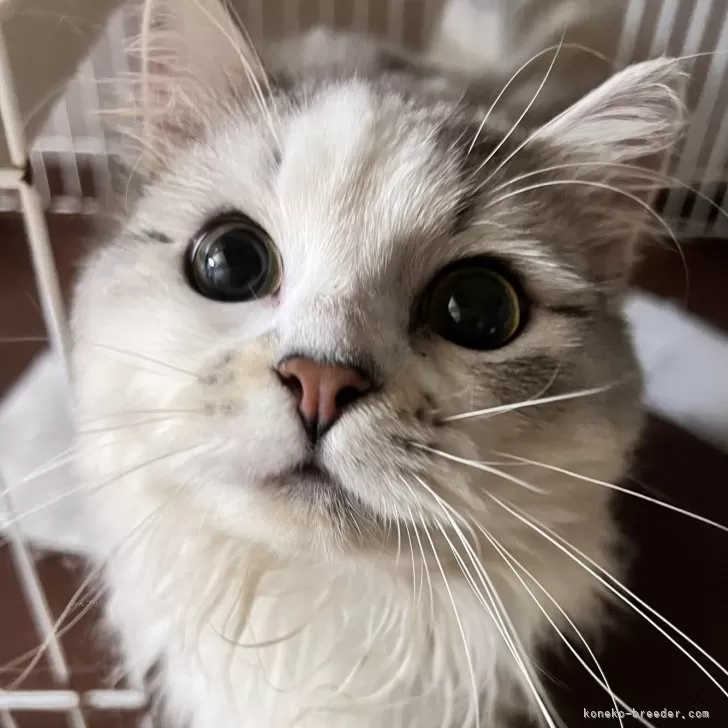 ID：2501-01264の子猫