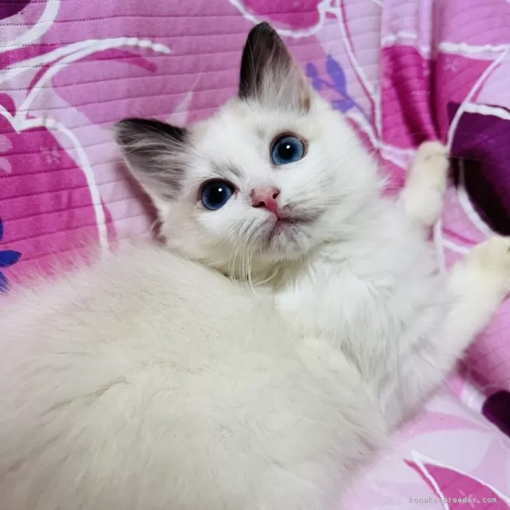 ID：2501-00130の子猫