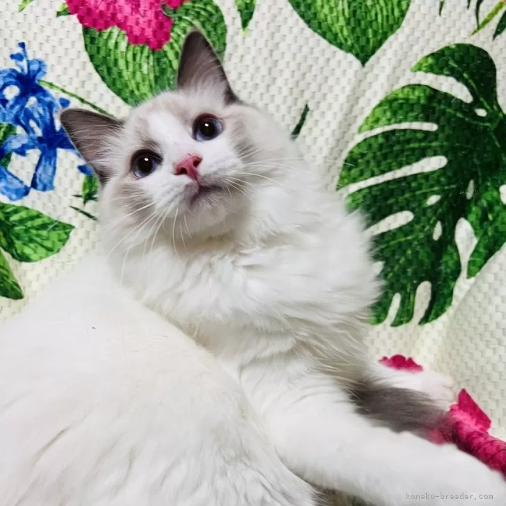 あ 様のお迎えした子猫