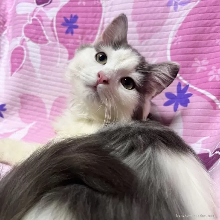 ミヌエット(長足)【大阪府・女の子・2025年3月30日・ブルータビー&ホワイト】の写真1「大人しくて飼いやすい子シャンプー爪切り大人しいです。」