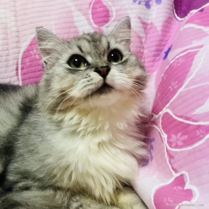 ミヌエット(長足)【大阪府・男の子・2025年3月24日・シルバータビー&amp;ホワイト】の写真1「穏やかなハンサムボーイ😍フミフミゴロゴロ止まりません！」