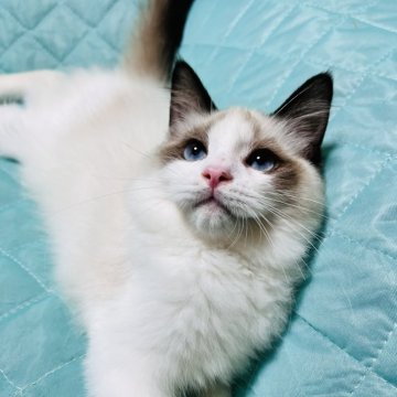ラグドール【大阪府・男の子・2025年4月24日・シールポイントバイカラー】の写真「可愛いお顔の王子様💕パパはチャンピオン」