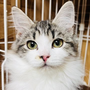 サイベリアン✖️ノルウェージャン【大阪府・女の子・2025年5月21日・ブラウンタビー&ホワイト】の写真「可愛くて小柄な甘えたの美少女❣️」