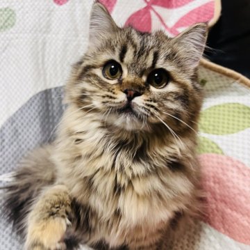サイベリアン【大阪府・女の子・2024年7月23日・ブラウンパッチドタビー】の写真「可愛い過ぎ😍お目目クリクリで美少女❣️」